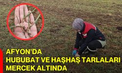 Afyon’da Hububat ve Haşhaş Tarlaları Mercek Altında