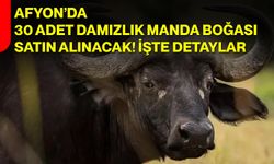 Afyon’da 30 Adet Damızlık Manda Boğası Satın Alınacak! İşte Detaylar…