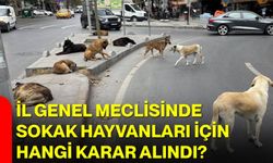 İl Genel Meclisinde Sokak Hayvanları İçin Hangi Karar Alındı?