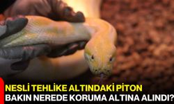 Nesli Tehlike Altındaki Piton Bakın Nerede Koruma Altına Alındı?
