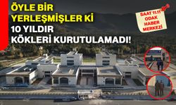 Öyle Bir Yerleşmişler Ki 10 Yıldır Kökleri Kurutulamadı!