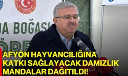 Afyon hayvancılığına katkı sağlayacak damızlık mandalar dağıtıldı!