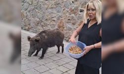 Safiye Soyman Domuzu Elleriyle Besledi