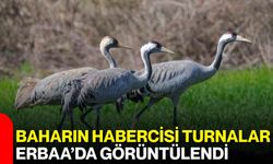 Baharın Habercisi Turnalar Erbaa’da Görüntülendi