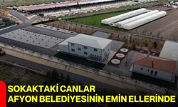 Sokaktaki Canlar Afyon Belediyesinin Emin Ellerinde