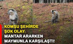 Komşu şehirde şok olay: Mantar ararken maymunla karşılaştı!