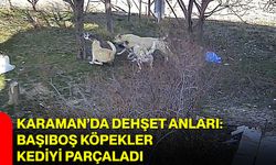 Karaman’da Dehşet Anları: Başıboş Köpekler Kediyi Parçaladı