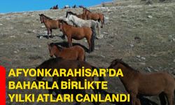 Afyonkarahisar’da Baharla Birlikte Yılkı Atları Canlandı