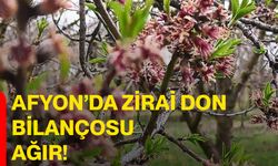 Afyon’da zirai don bilançosu ağır!