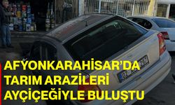 Afyonkarahisar’da tarım arazileri ayçiçeğiyle buluştu