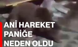 Ani hareket paniğe neden oldu