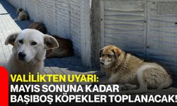 Valilikten Uyarı: Mayıs Sonuna Kadar Başıboş Köpekler Toplanacak!