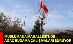 Müslümana Mahallesi’nde Ağaç Budama Çalışmaları Sürüyor