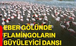 Eber Gölünde flamingoların büyüleyici dansı