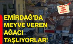 Emirdağ’da meyve veren ağacı taşlıyorlar!