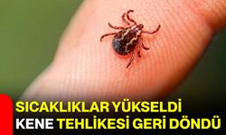 Sıcaklıklar Yükseldi, Kene Tehlikesi Geri Döndü