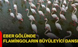 Eber Gölünde flamingoların büyüleyici dansı