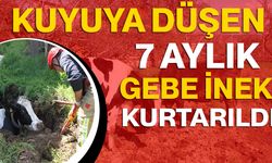 Kuyuya düşen 7 aylık gebe inek kurtarıldı