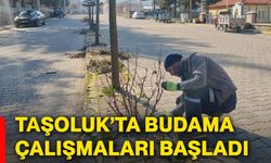Taşoluk’ta budama çalışmaları başladı