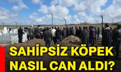 Sahipsiz köpek nasıl can aldı?