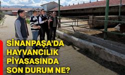 Sinanpaşa’da hayvancılık piyasasında son durum ne?