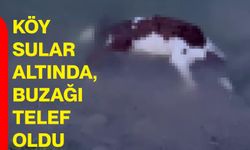 Köy Sular Altında, Buzağı Telef Oldu