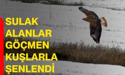 Sulak alanlar göçmen kuşlarla şenlendi