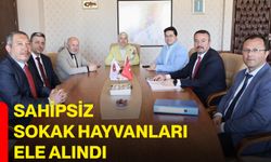 Sahipsiz sokak hayvanları ele alındı