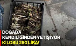 Doğada kendiliğinden yetişiyor, kilosu 250 lira!
