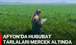 Afyon’da Hububat Tarlaları Mercek Altında