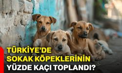 Türkiye’de sokak köpeklerinin yüzde kaçı toplandı?