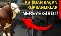 Ahırdan Kaçan Kurbanlıklar Nereye Girdi?