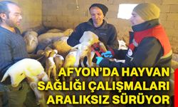 Afyonkarahisar’da hayvan sağlığı çalışmaları aralıksız sürüyor