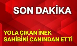 Yola Çıkan İnek, Sahibini Canından Etti