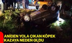 Aniden Yola Çıkan Köpek Kazaya Neden Oldu