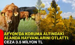 Afyon’da koruma altındaki alanda hayvanlarını otlattı: Ceza 3.5 milyon tl