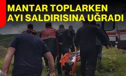 Mantar Toplarken Ayı Saldırısına Uğradı
