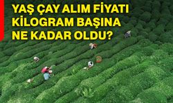 Yaş çay alım fiyatı kilogram başına ne kadar oldu?