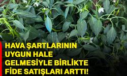 Hava şartlarının uygun hale gelmesiyle birlikte fide satışları arttı