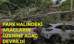 Park halindeki araçların üzerine ağaç devrildi