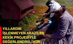 Yıllardır İşlenmeyen Araziler Kekik Projesiyle Değerlendiriliyor