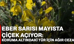 Eber Sarısı Mayısta Çiçek Açıyor: Koruma Altındaki Tür İçin Ağır Ceza