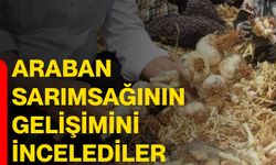 Araban sarımsağının gelişimini incelediler