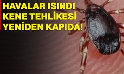 Havalar ısındı, kene tehlikesi yeniden kapıda