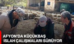 Afyon’da Küçükbaş Islah Çalışmaları Sürüyor