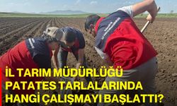İl Tarım Müdürlüğü Patates Tarlalarında Hangi Çalışmayı Başlattı?