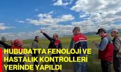 Hububatta fenoloji ve hastalık kontrolleri yerinde yapıldı