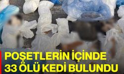 Poşetlerin içinde 33 ölü kedi bulundu