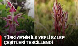 Türkiye’nin İlk Yerli Salep Çeşitleri Tescillendi