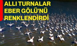Allı Turnalar Eber Gölü'nü Renklendirdi